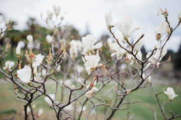 Closeup of a branch with Blooming White Magnolia in Spring. A close-up view of a blooming magnolia tree with delicate white flowers in soft focus. The branches, adorned with fresh buds and blossoms. 