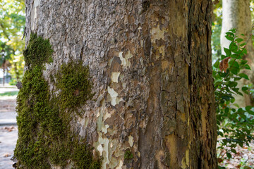 A thick tree trunk covered with bark and thickets of green moss. A large tree trunk in a city park. close-up. Abstract background of a bark-covered trunk.