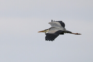 heron in flight