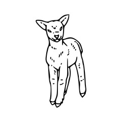 simple baby sheep line art
