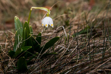  Snowdrops covered by raindrops in the mountain forests of Romania. Spring is coming
