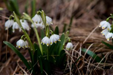  Snowdrops covered by raindrops in the mountain forests of Romania. Spring is coming