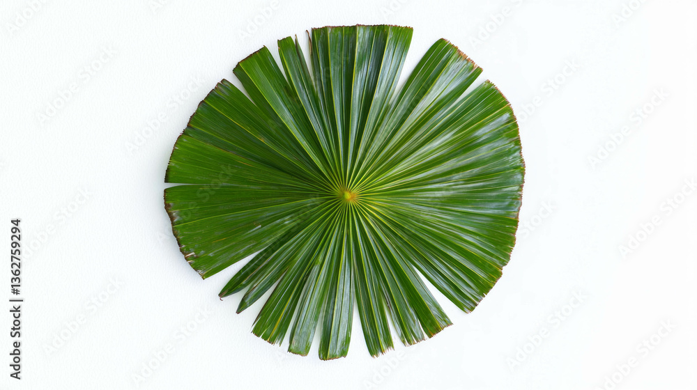 Poster Realistic palm leaf with frayed edge for nature design and botanical projects