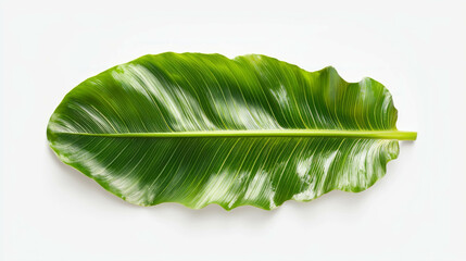 Fototapeta premium Realistic palm leaf with sunlight reflections for nature and design themes