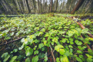 Glade of spring flowers in the forest © ILIA