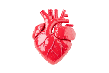 Red anatomical heart model on transparent background