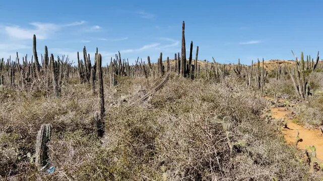 Cactuses in a dry, arid landscape under a bright blue sky on the island of Cubagua, Venezuela.