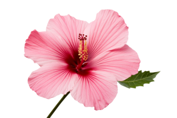 Pink hibiscus flower with detailed petals and greenery