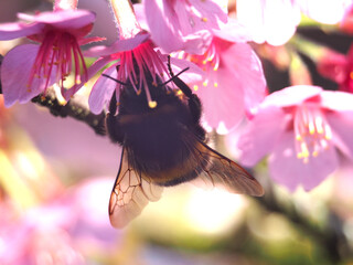 Close-up of a buff-tailed or large earth bumble bee (bombus terrestris) collecting pollen from a...