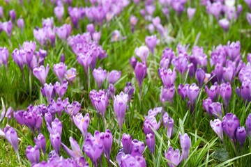 Naklejka premium Spring field with crocus flowers