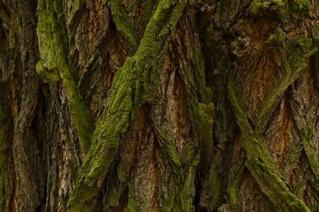 Tree bark background, close up view