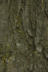 Tree bark background, close up view