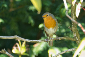 European robin (Erithacus rubecula) sitting on a tree branch in Zurich, Switzerland