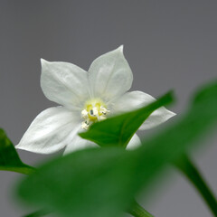 Delicate white flower blossoms amid vibrant green leaves in gentle sunlight
