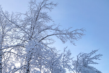 beautiful wintery scenery with gorgeous lush white trees covered with fluffy snow on a frosty...