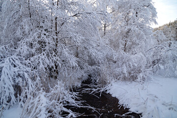a little creek between lush white trees covered with fluffy snow on a frosty evening in the...