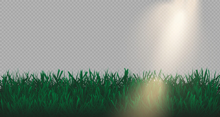 Grass border, vector, illustration. Vector image of grass, lawn. Grass and lawn in PNG format. Green grass with sunny, bright highlights.