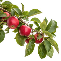 apples on a branch isolated image