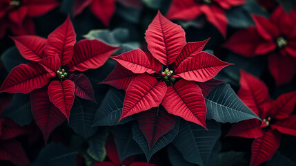 Close-up of dark red poinsettia flower, showcasing vibrant color and leaf texture.  Represents festive cheer and holiday spirit, ideal for winter or Christmas themes
