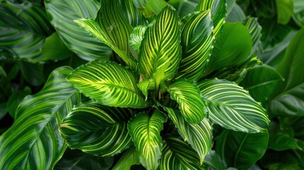 Green Leafy Plant with Striking Patterns and Textures in Garden