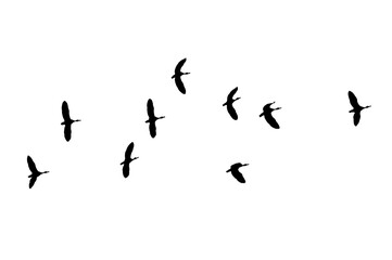 Bird sillhouette Flock black birds. Flocks of flying pigeons isolated on background. Save with clipping path. flying birds formation of pigeons many isolated for backgound PNG