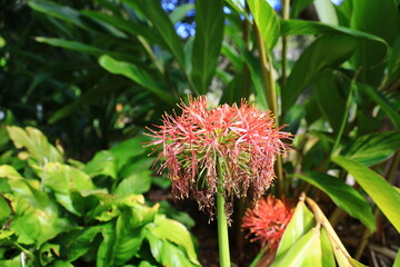 Whangarei Quarry Gardens is a 24 hectare public garden set around an artificial lake in Whangārei, in Northland Region of New Zealand.