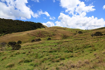 Fototapeta premium Smuggler's bay is located approximately 30 kilometres southeast of Whangārei city on the Whangārei Heads peninsula