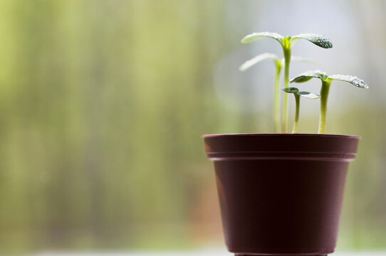 Sunflower sprouts in flower pot