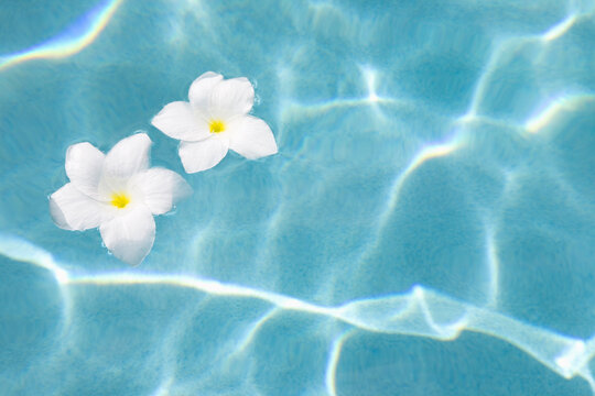 White Plumeria blooms floating on surface of swimming pool