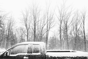Pickup truck and bare trees in snow in winter