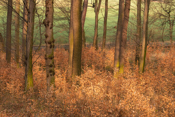 Las bukowy na wiosnę, wiosenne tło. 