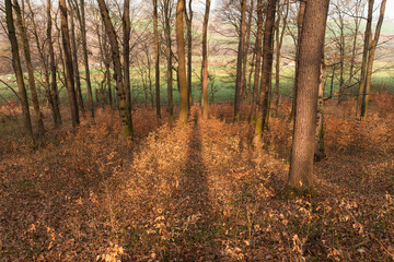 Las bukowy na wiosnę, wiosenne tło. 