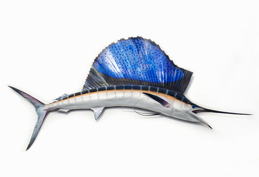 Atlantic Sailfish against white background