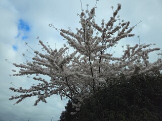 Cherry blossom. Cherry blossom tree. Spring blooms of nature. Spring Season in Netherlands, 2025. white blossom tree.
