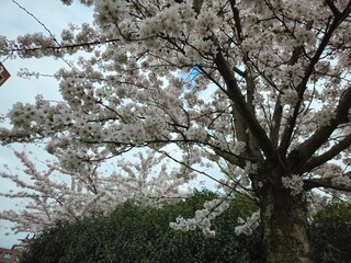 Cherry blossom. Cherry blossom tree. Spring blooms of nature. Spring Season in Netherlands, 2025. white blossom tree.