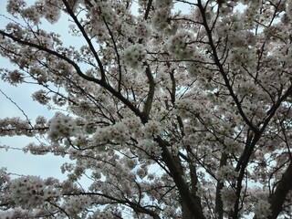 Cherry blossom. Cherry blossom tree. Spring blooms of nature. Spring Season in Netherlands, 2025. white blossom tree.