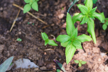 Growing Impatiens balsamina in the garden