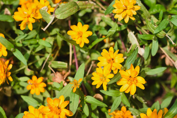 Yellow Zinnia angustifolia flowers in the garden