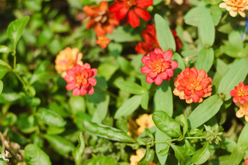 Red Zinnia flowers in the garden