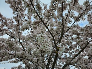 Cherry blossom. Cherry blossom tree. Spring blooms of nature. Spring Season in Netherlands, 2025. white blossom tree.