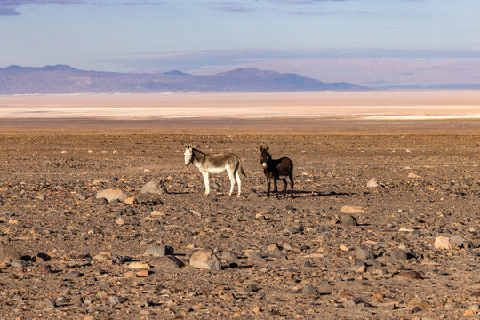 Two wild burros in desert landscape