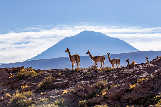 Five wild vicunas in rocky Atacama desert landscape