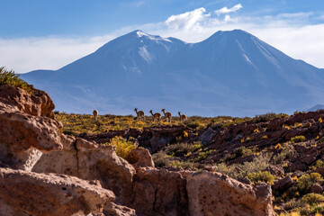 Five wild vicunas on rocky hillside in Atacama desert