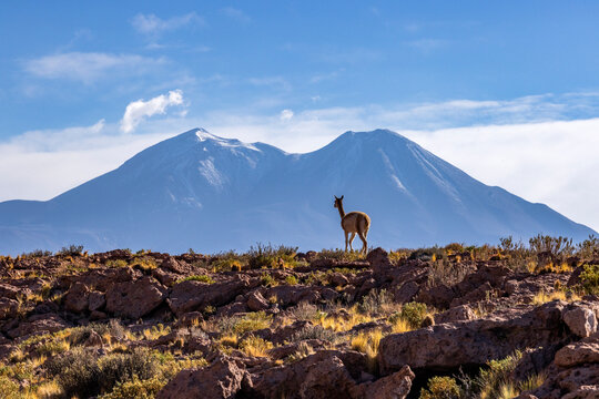 Wild vicuna in rocky Atacama desert landscape