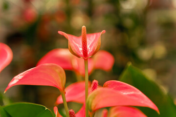 Anthurium flower. Tropical plant. Red color. Flamingo flower In a pot for planting in soil for natural landscape. Soft blurred bokeh. Macro photography. Space for text.