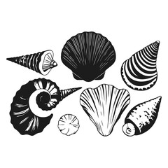 black and white vector illustration of a spiral seashell with fine details on a white background, ideal for PNG files.