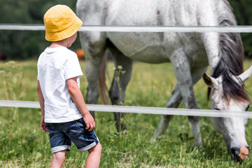 A little boy in a yellow panama hat feeds a horse grass on a farm on a summer day. A close-up...