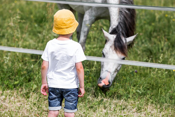 A little boy in a yellow panama hat feeds a horse grass on a farm on a summer day. A close-up...