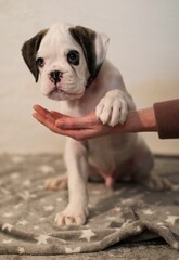 Beautiful white boxer puppy with brindle stains is posing inside in studio, nice portrait and funny expression