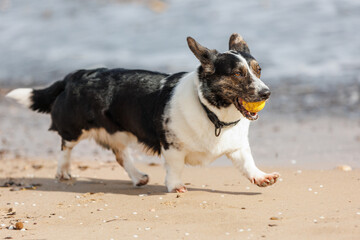Cardigan welsh corgi sprinting across sandy shoreline, carrying bright yellow tennis ball, enjoying sunny summer beach moment with playful energy
